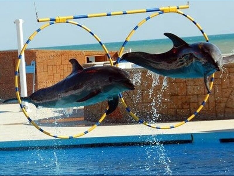 Visit Sealanya Dolphin Park in Alanya for an Unforgettable Experience