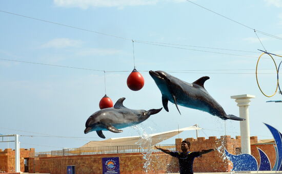 Visit Sealanya Dolphin Park in Alanya for an Unforgettable Experience